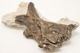 Fossil Mosasaur (Platecarpus) Parietal Bone - Kansas #197622-1